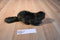 Wishpets Bobby Beaver 2004 Plush