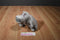 Russ DreamWorks Madagascar Gloria the Hippo 2005 Plush