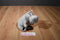 Russ DreamWorks Madagascar Gloria the Hippo 2005 Plush