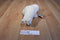 K & M White Harp Seal Pup 1997 Plush