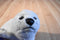 K & M White Harp Seal Pup 1997 Plush