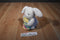 Hallmark White Bunny Holding a Zippered Egg Beanbag Plush