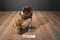 Build a Bear Light and Dark Brown Puppy Dog 2014 Plush