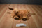 Ty Classic Melville the Moose 2004 Beanbag Plush