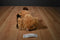 Ty Classic Melville the Moose 2004 Beanbag Plush