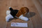 Aurora Mini Homer the Beagle Beanbag Plush