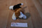 Aurora Mini Homer the Beagle Beanbag Plush