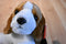 Aurora Mini Homer the Beagle Beanbag Plush