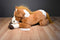 Goffa Brown and White Pinto Horse Plush