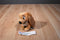 Just Play Disney Lady and The Tramp Lady Plush