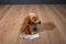 Just Play Disney Lady and The Tramp Lady Plush
