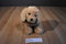 Ty Classic Goldwyn Golden Retriever Puppy Dog 2009 Beanbag Plush