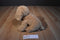 Ty Classic Goldwyn Golden Retriever Puppy Dog 2009 Beanbag Plush
