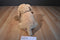 Ty Classic Goldwyn Golden Retriever Puppy Dog 2009 Beanbag Plush