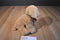 Ty Classic Goldwyn Golden Retriever Puppy Dog 2009 Beanbag Plush