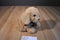 Ty Classic Goldwyn Golden Retriever Puppy Dog 2009 Beanbag Plush