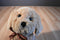 Ty Classic Goldwyn Golden Retriever Puppy Dog 2009 Beanbag Plush
