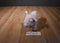 Manhattan Toy Voyagers Valentine Pink Pig 2017 Beanbag Plush