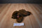 Ty Classic Baby Paws Maple Brown Bear 1996 Plush