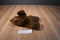 Ty Classic Baby Paws Maple Brown Bear 1996 Plush