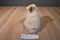 Aurora Miyoni Tan Angora Bunny Rabbit 2018 Beanbag lush