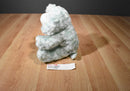 Green Lamb Sheep Squeaky Toy Plush