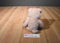 Russ Pigmallion Pink Pig Beanbag Plush
