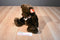 Ty Classic Crockett the Brown Teddy Bear 2003 Beanbag Plush