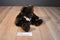 Ty Classic Crockett the Brown Teddy Bear 2003 Beanbag Plush
