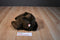 Ty Classic Crockett the Brown Teddy Bear 2003 Beanbag Plush