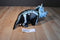 Adventure Planet Skeledons Blue Triceratops Plush