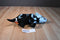 Adventure Planet Skeledons Blue Triceratops Plush