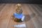 Eden Peter Rabbit 1989 Plush With a Carrot