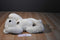 Dakin 30 Year Anniversary Jointed Beige Teddy Bear 1985 Plush