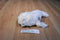 Wildlife Artists White Harp Seal Pup 2012 Beanbag Plush