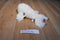 Wildlife Artists White Harp Seal Pup 2012 Beanbag Plush
