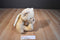 Ty Classic Gloria Gold Angel Bear 2003 Beanbag Plush