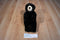 A & A Fancy Zoo Black Bear Beanbag Plush