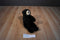A & A Fancy Zoo Black Bear Beanbag Plush