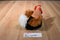 Hugfun Black, Brown, Red and White Chicken Plush