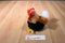 Hugfun Black, Brown, Red and White Chicken Plush