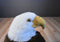 Applause Bald Eagle Beanbag Plush