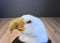 Applause Bald Eagle Beanbag Plush
