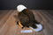 Applause Bald Eagle Beanbag Plush