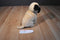 Aurora Babies Pug Dog Beanbag Plush