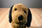 Manhattan Toy Co. Pooch Party Sniffy the Brown and Black Dog 2015 Plush
