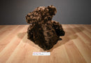 Dan Dee Brown Teddy Bear 2010 Plush