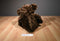 Dan Dee Brown Teddy Bear 2010 Plush