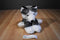 Jaag Gray and White Husky/Malamute Puppy Dog 2013 Beanbag Plush