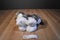 Jaag Gray and White Husky/Malamute Puppy Dog 2013 Beanbag Plush